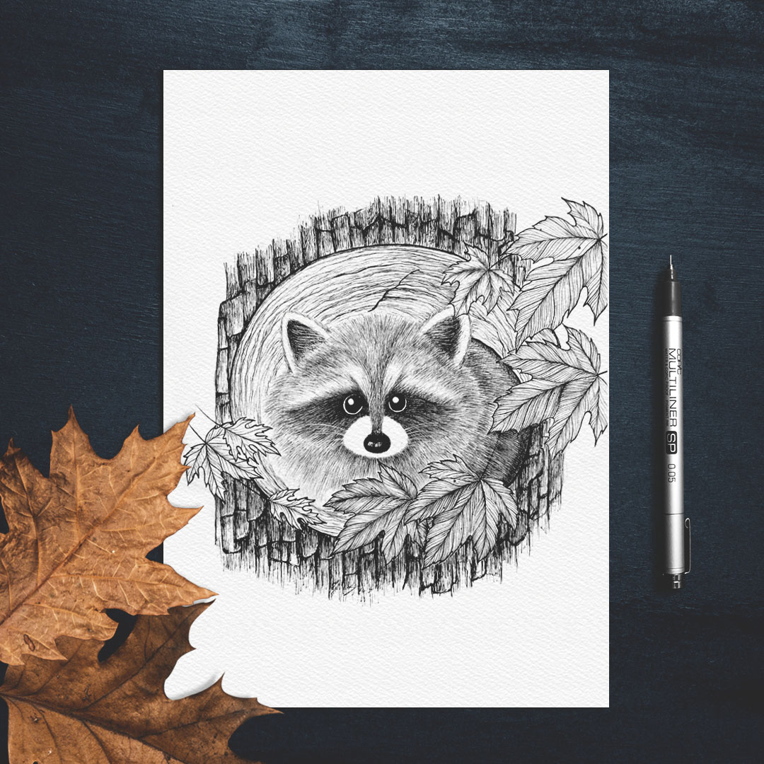 raccoon